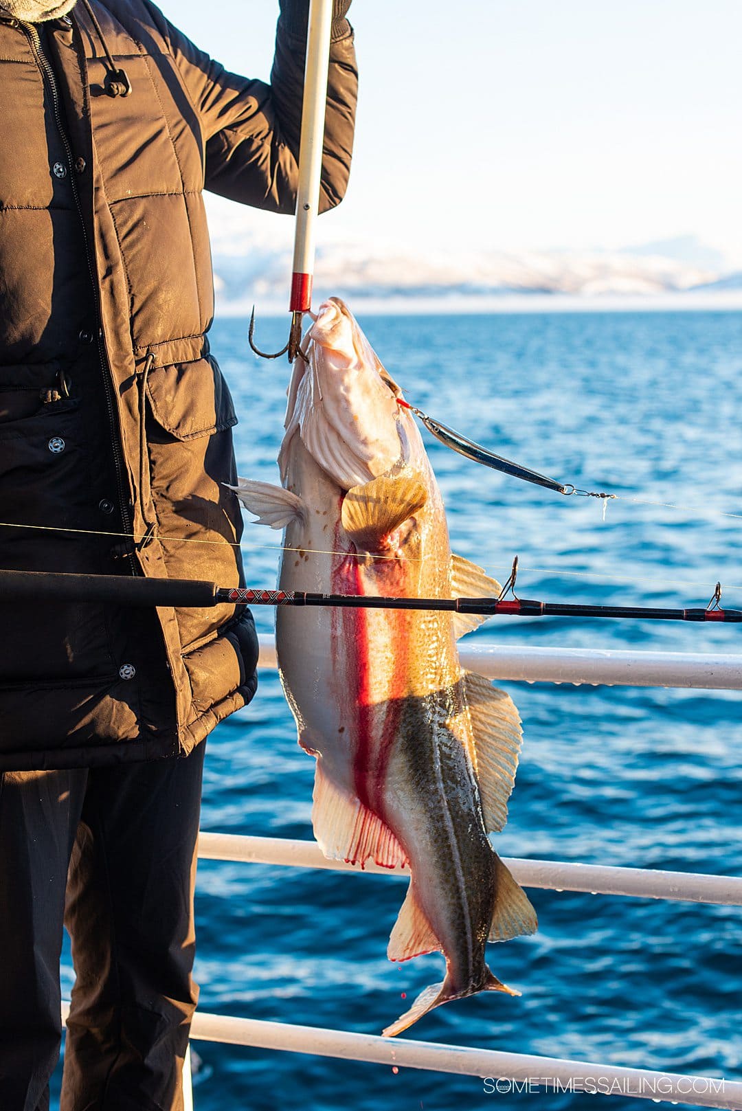 A fish on a hook just caught from the water.