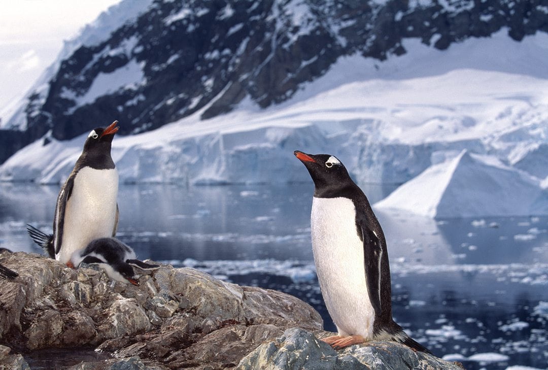 Photo of Gentoo penguins in Antarctica with icebergs in the background by Michel Verdure.