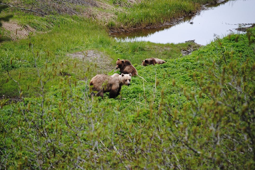 Brown bears at Icy Strait Point in Hoonah, Alaska