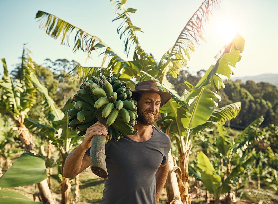 A man carrying a bunch of bananas on his farm in Ecuador.