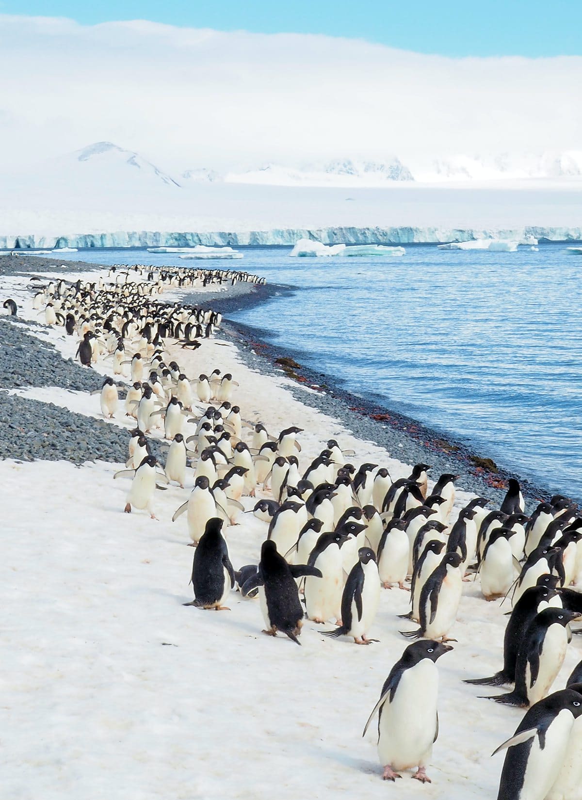 Penguins in Antarctica, with the blue water on the right.