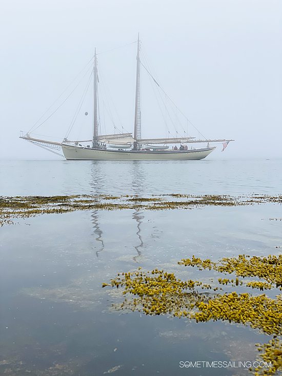 Misty scene on the water of Coastal Maine with a sailboat with the sails down in the distance and seaweed in the foreground.