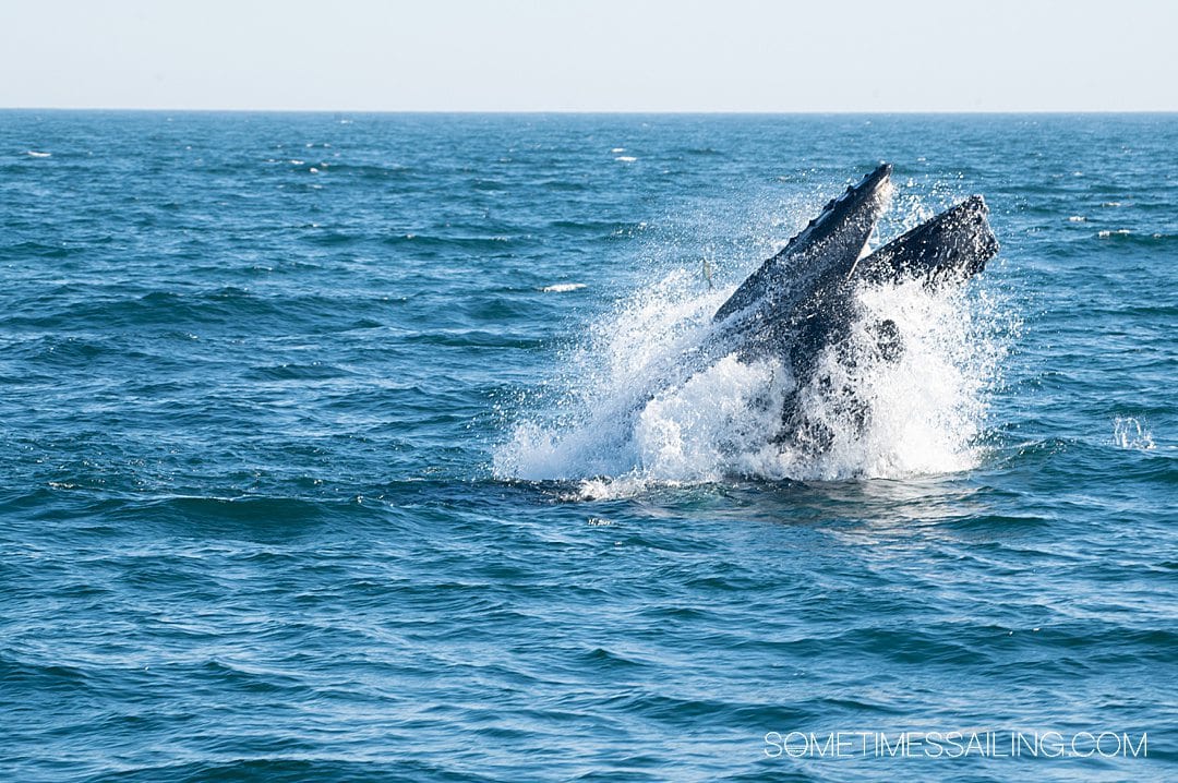 Humpback whale breaching in the ocean water in Maine. 