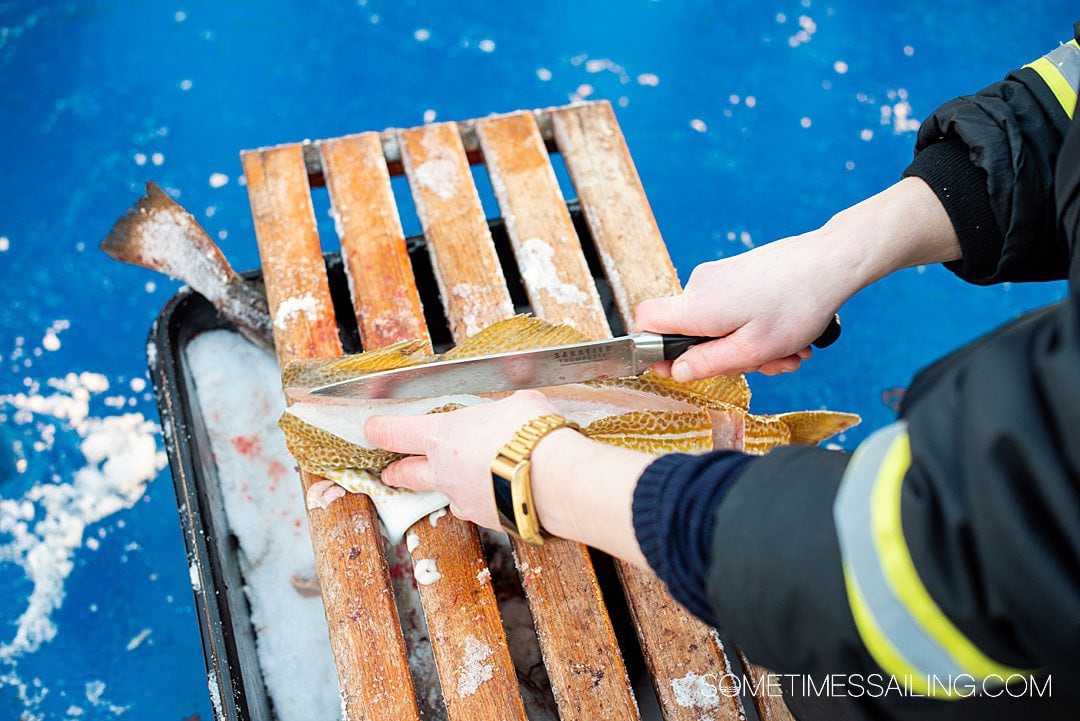 Fish fresh caught from the Artic ocean being gutted onboard a ship.