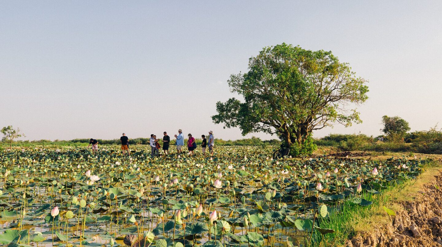 Lotus field in the area of the Mekong River.