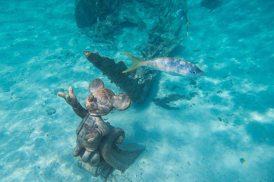 Castaway Cay turquoise water with hidden surprises and treasures under the sea during on DCL's private island.