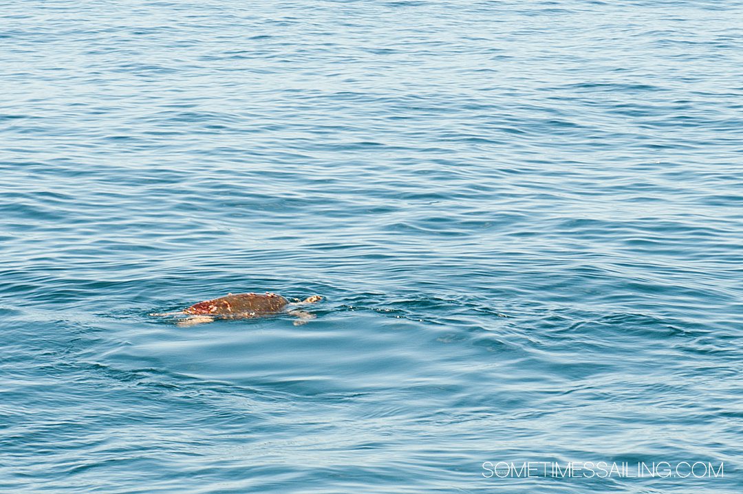 Sea turtle swimming in the ocean.