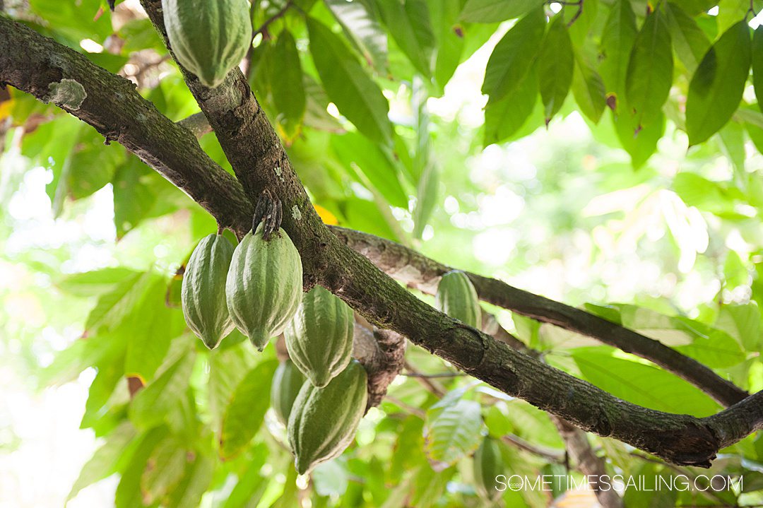Green cocoa pods on a tree branch and green leaves behind it in the Caribbean.