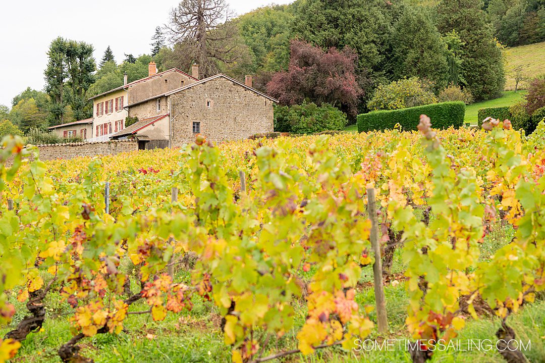 Yellow and green vineyard leaves during fall with a small stone building in the distance.