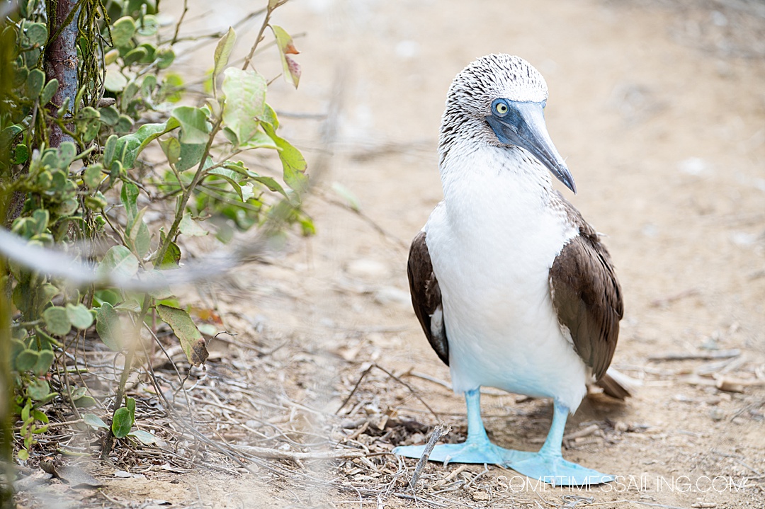 Blue footed booby in Ecuador during a winter cruise.