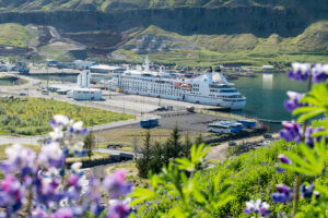 Cruise ship in the distance in a port in Iceland with purple flowers blurring in the foreground.
