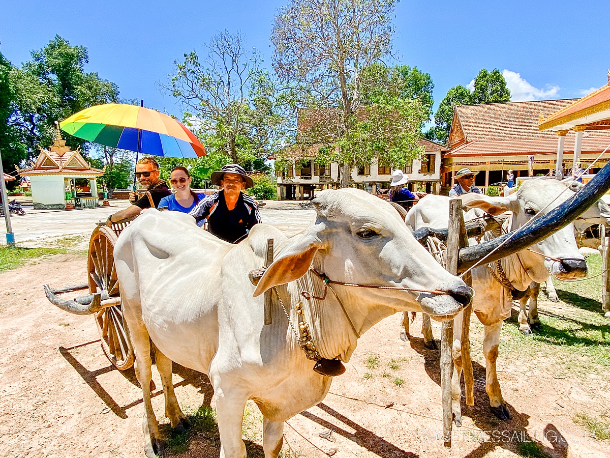 Brahman cow pulling a small carriage with people.