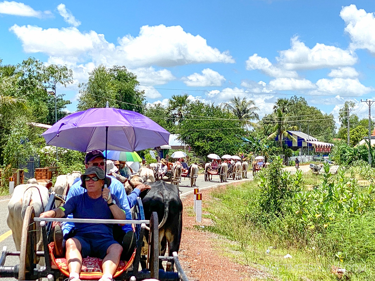 A row of cow-drawn carriages in Cambodia with blue skies and grass on the right.